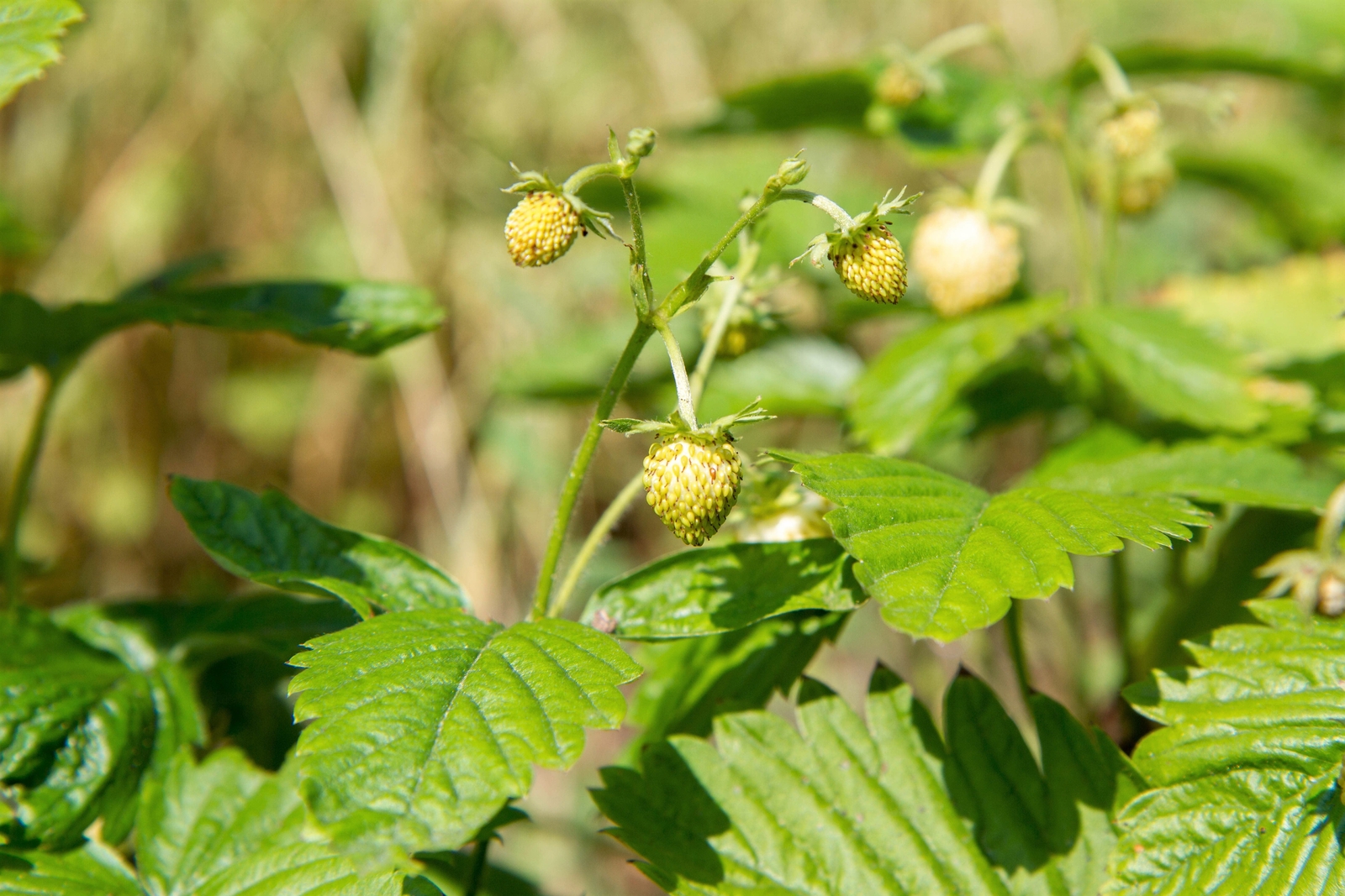 100 YELLOW WONDER STRAWBERRY Everbearing Heirloom Fragaria Vesca Fruit Seeds