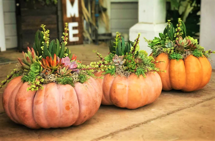 Fairytale Pumpkin (Musqee de Provence) Seeds | Cinderella Pumpkins Seed 2024