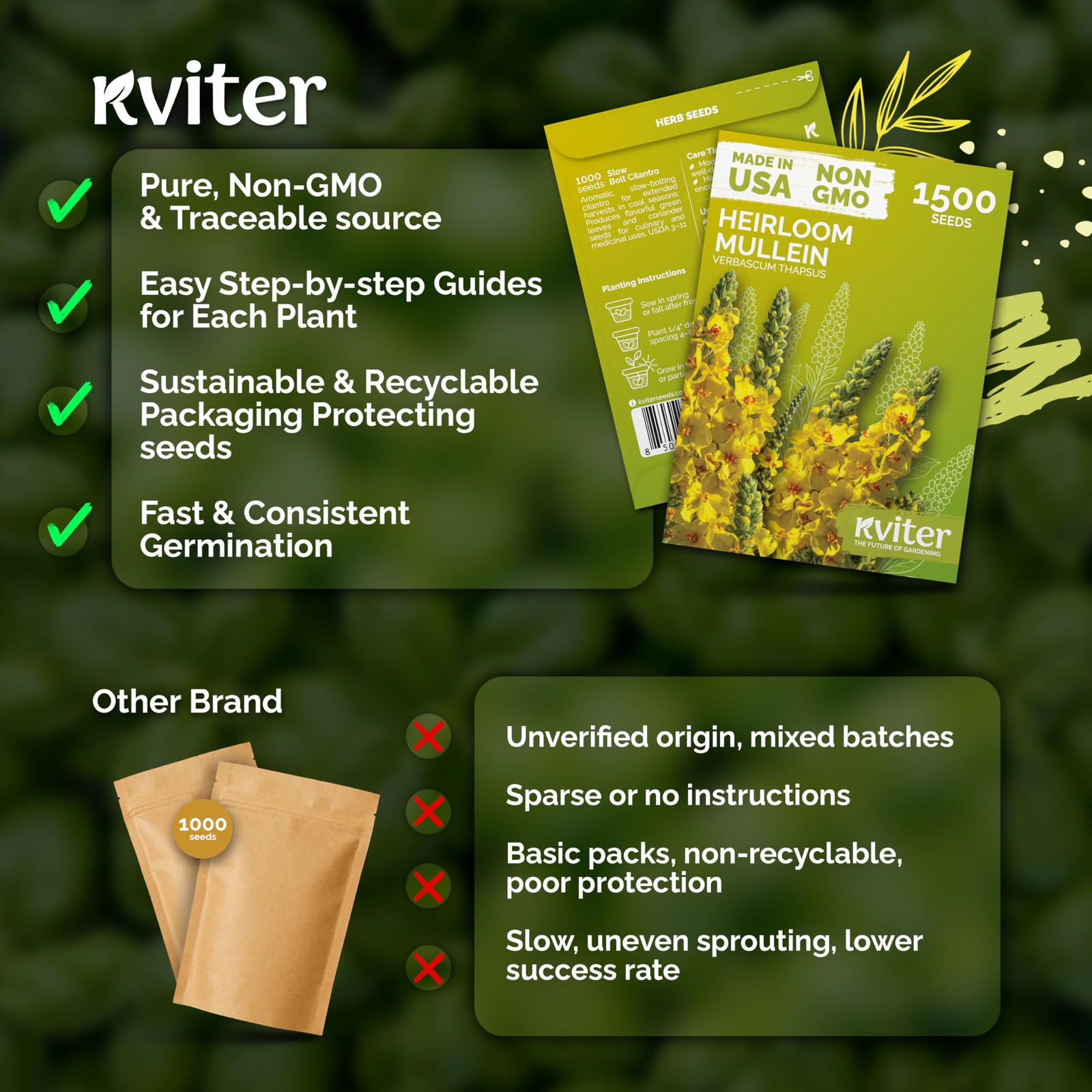 KVITER 1,500 Mullein Seeds (Verbascum Thapsus)
