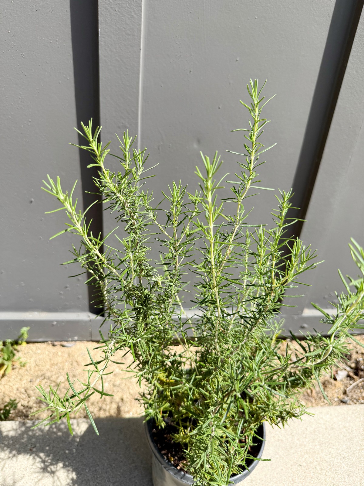 Rosemary Plant, 1 Gallon Pot, Fragrant Culinary Herb, Edible Herb Garden Plant