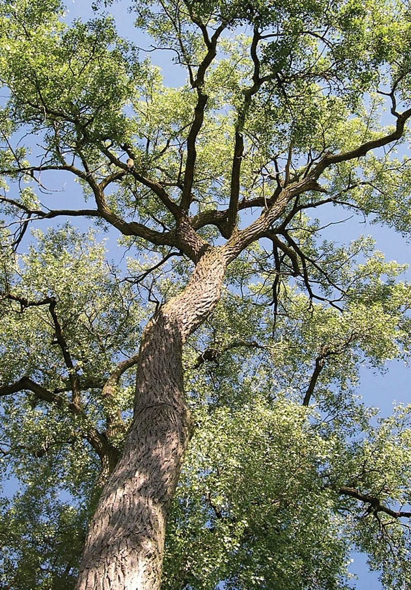 3 Eastern Cottonwood Tree 12-24″ Populus deltoides Bare Root