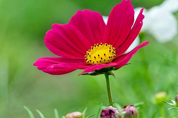 200 RADIANCE COSMOS SEEDS | SALE FREE SHIPPING NON GMO HEIRLOOM