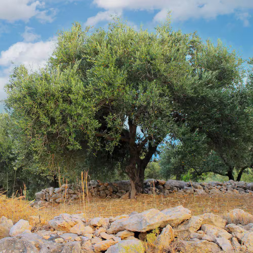 National Plant Network Olive Tree (1 Gal.)