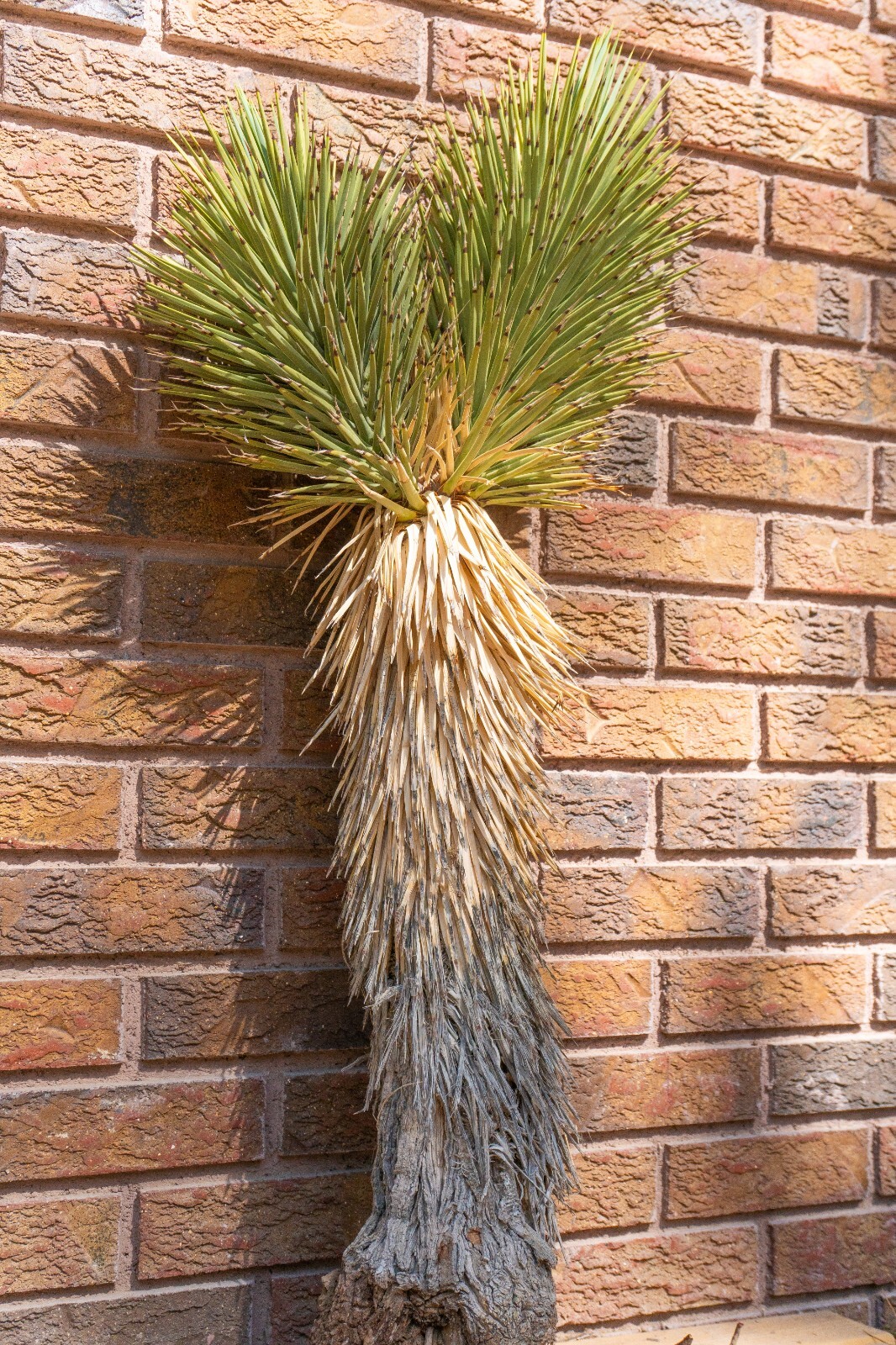 3FT DOUBLE, JOSHUA TREE,PLANT, LEGALLY HARVESTED & TAGGED, YUCCA BREVIFOLIA