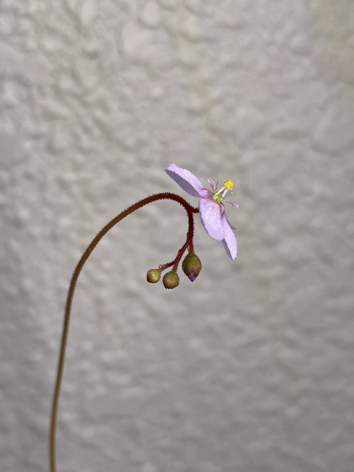 2026 Seeds- Drosera Venusta, Subtropical Sundew. Carnívoro Plant Seeds