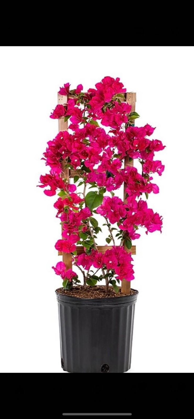 2.pack 30″ TALL Live Plant Bougainvillea Vine Assorted Colors 12″ Pot NO CA