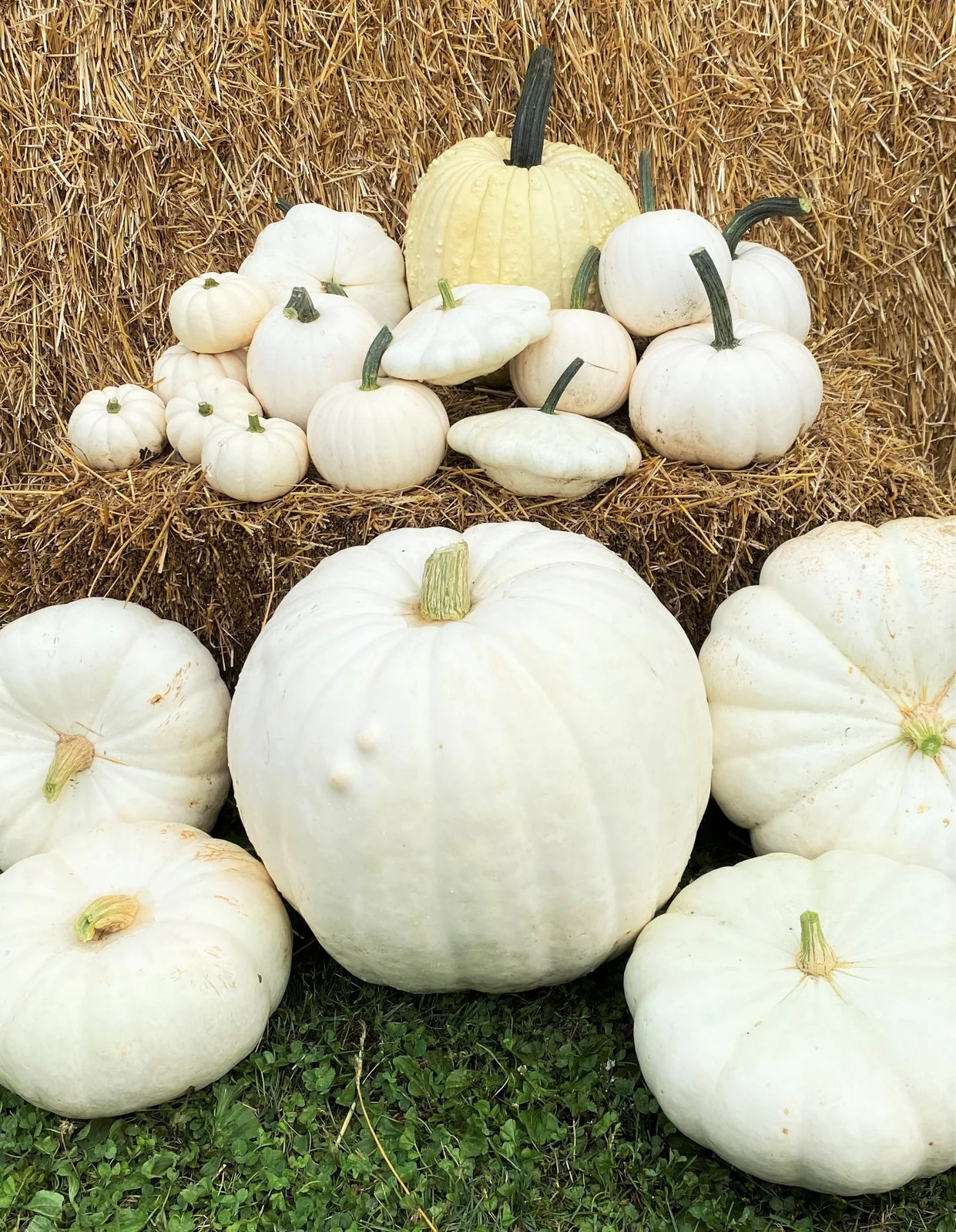 Casper White Pumpkin Seeds | Ghost Queen Lumina Polar Bear Pumpkins Seed 2024