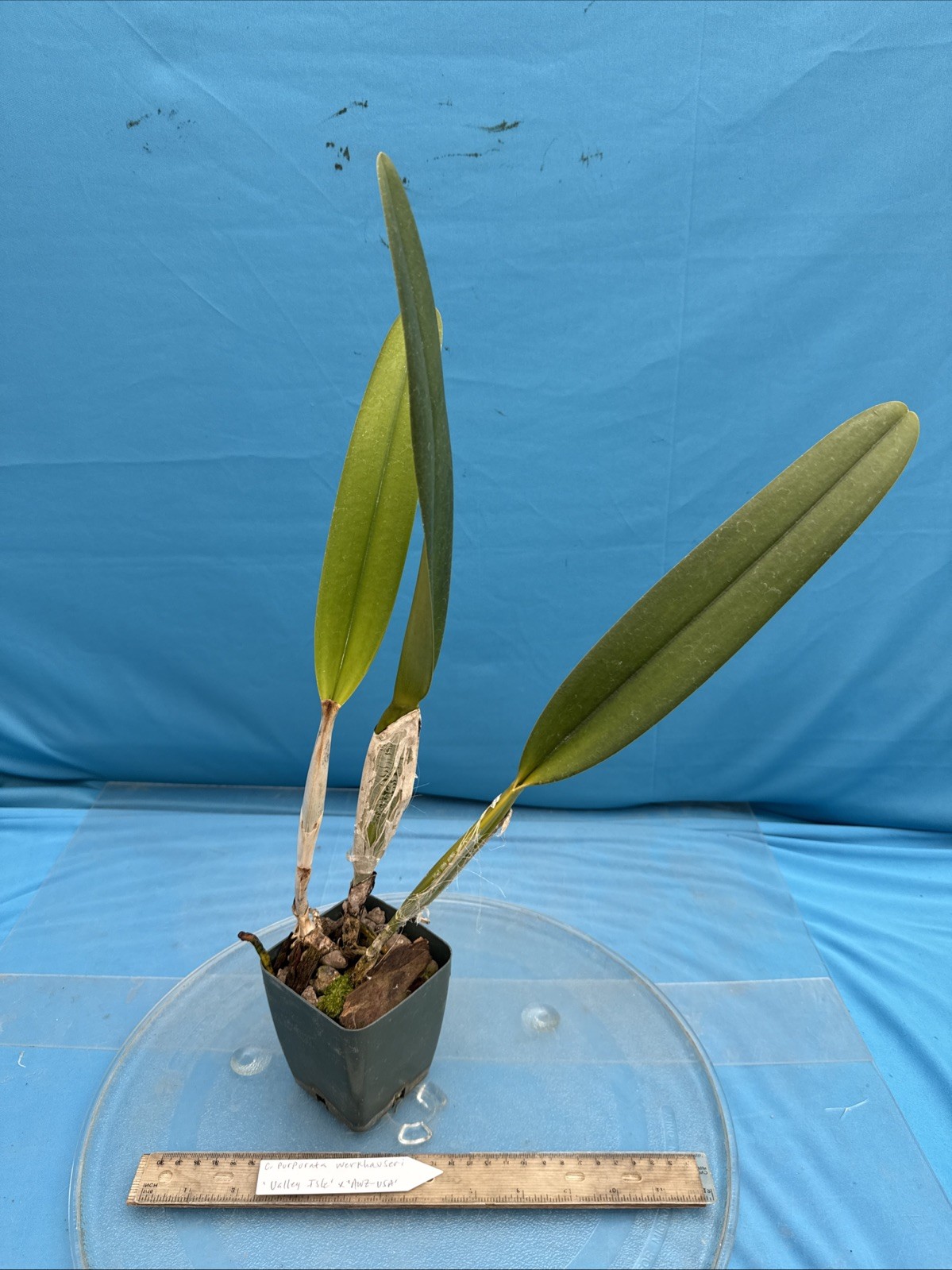 Cattleya purpurata Werkhauseri ‘Valley Isle’ X ‘AWZ USA’ Orchid Species 4” Pot