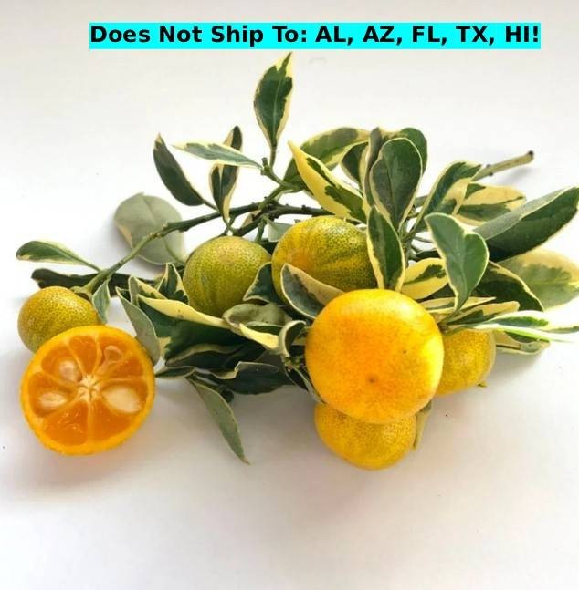 Variegated Calamondin Semi-Dwarf Tree 24″H Indoor Citrus Live Starter Plant