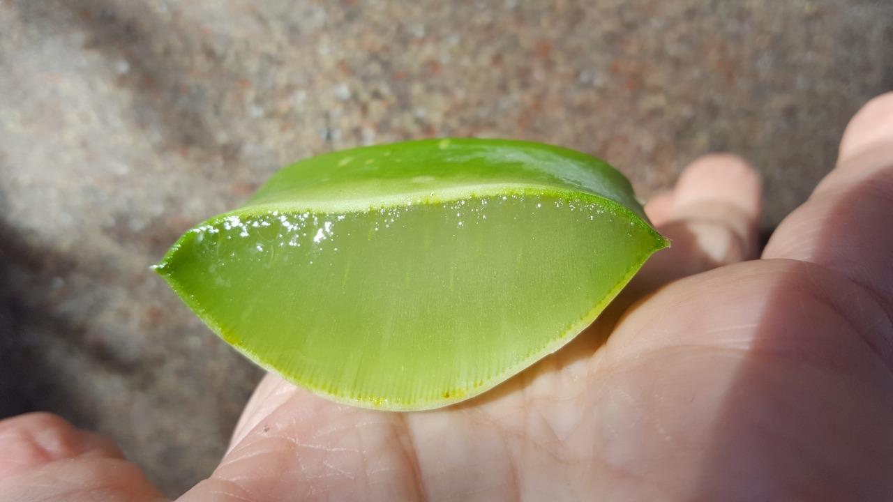 20 ASST. MEDICINAL ALOE VERA PLANTS ~ FAT AND HEALTHY! ~ ORGANIC~ BEST DEAL! AZ