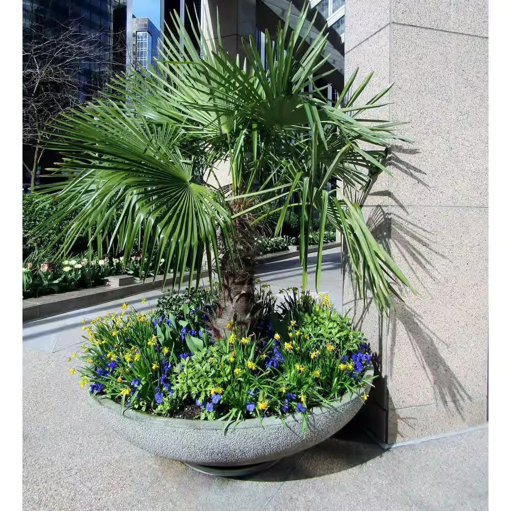 1 Gal. Windmill Cold Hardy Palm Tree (2-Pack)