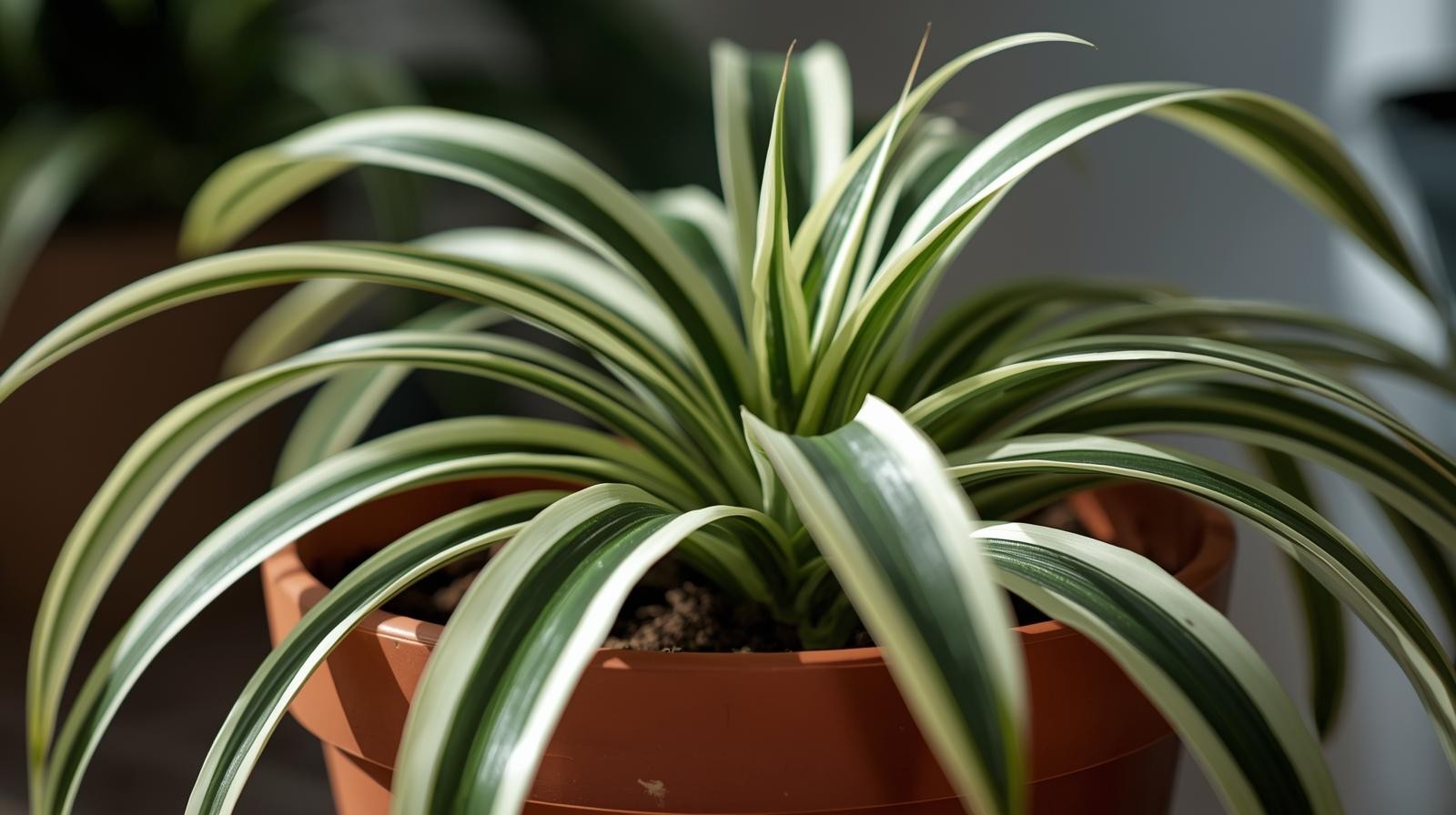 Chlorophytum Spider Variegated Rooted Starter Plants Air Plants BUY 2 GET 1 FREE