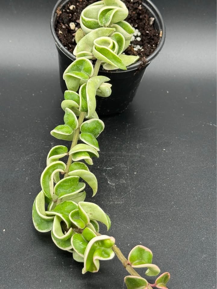 Variegated Hindu Hoya Rope- 4″ Pot Live Plant – Free Shipping