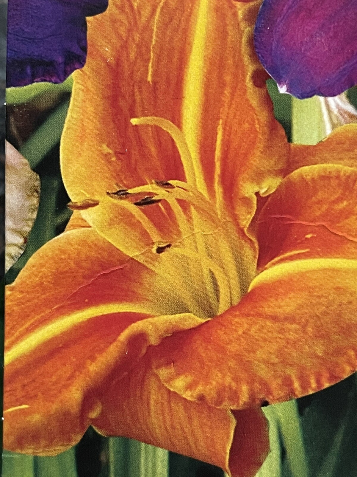 Assorted Colors Daylily (1) Plant Shade Tolerant Perennial