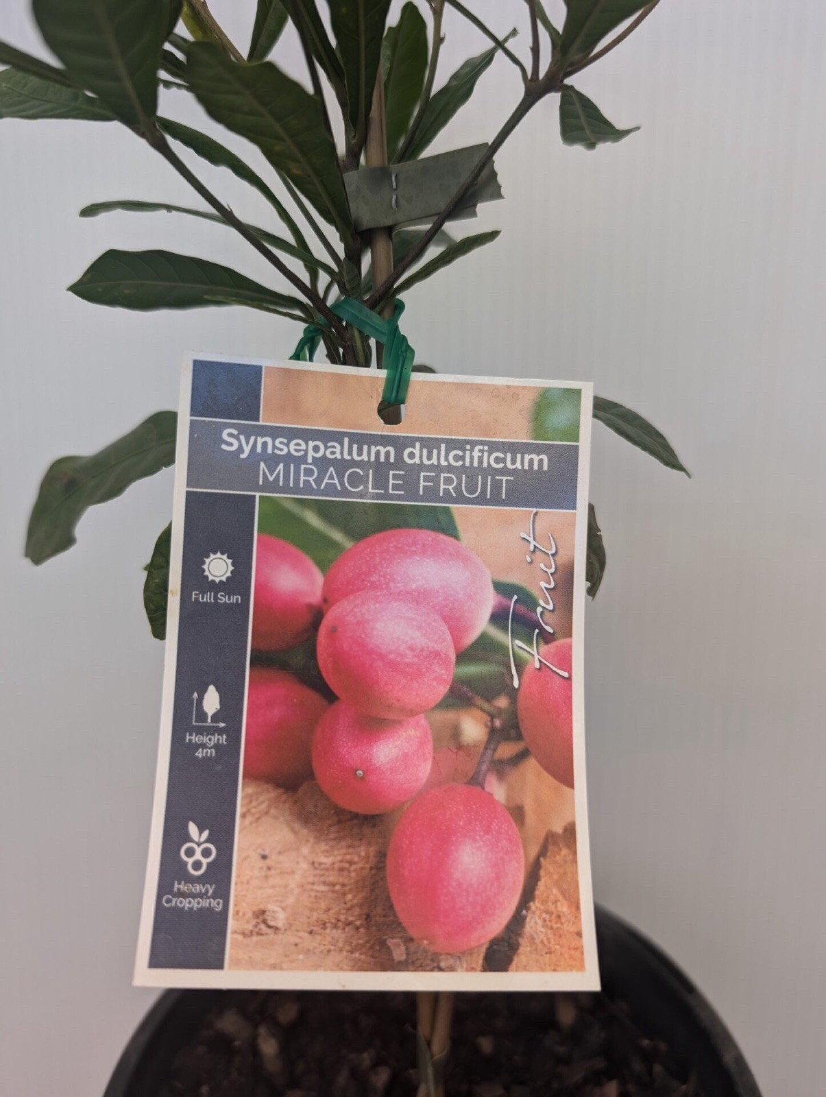Miracle Fruit Live Plant 3Gal Size