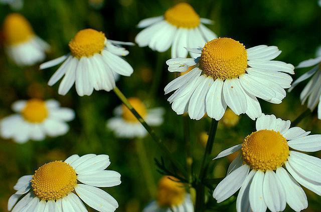 1/2 oz Chamomile Seed, German Chamomile, Non-GMO Bulk Seed, For Tea 17,400ct