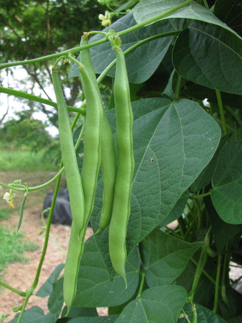 100+ Blue Lake Pole Bean Seeds for Planting Organic Heirloom Non Blue,Green