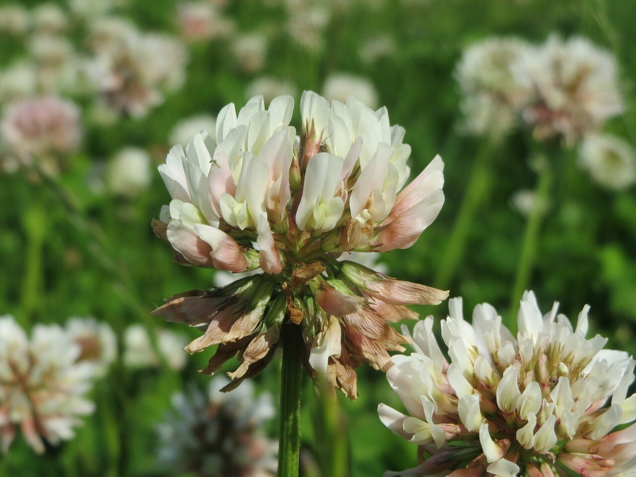 Dutch White Clover Cover Crop Seeds – NON-GMO – Heirloom Lawn Alternative
