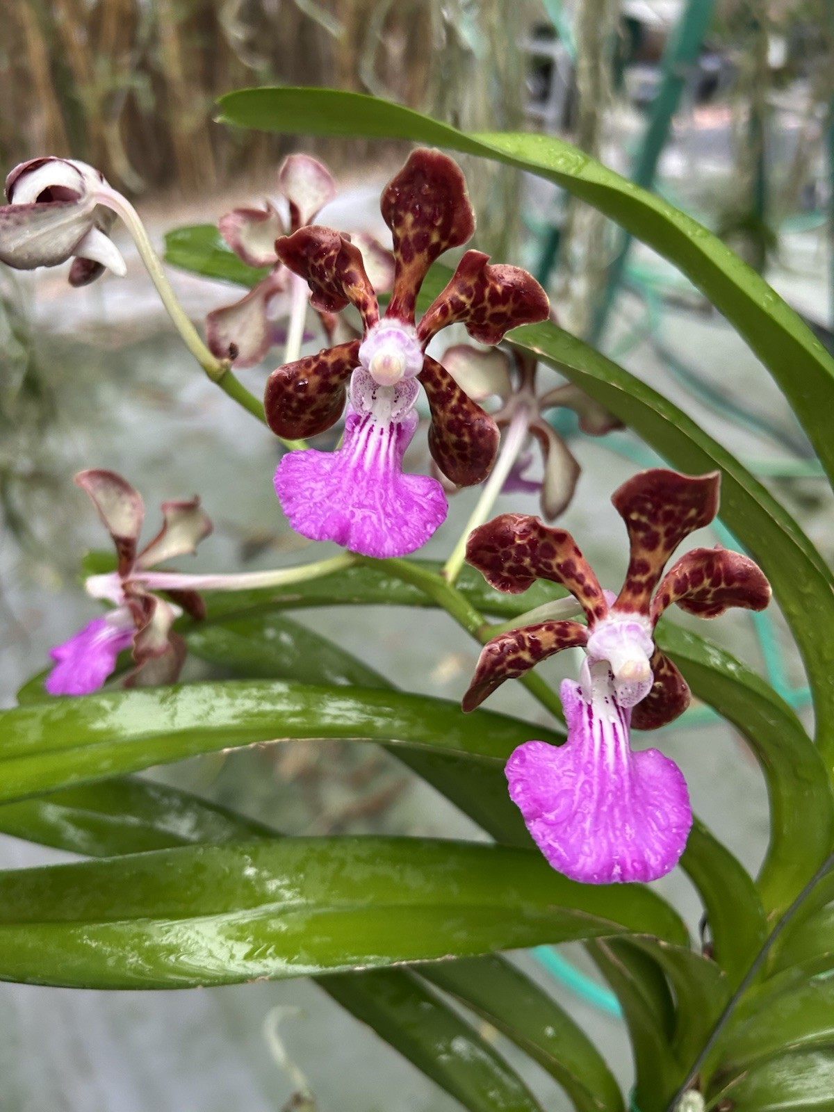 In Bloom Vanda Paksorn Fragrance Orchid , Fragrant Hybrid Red Purple