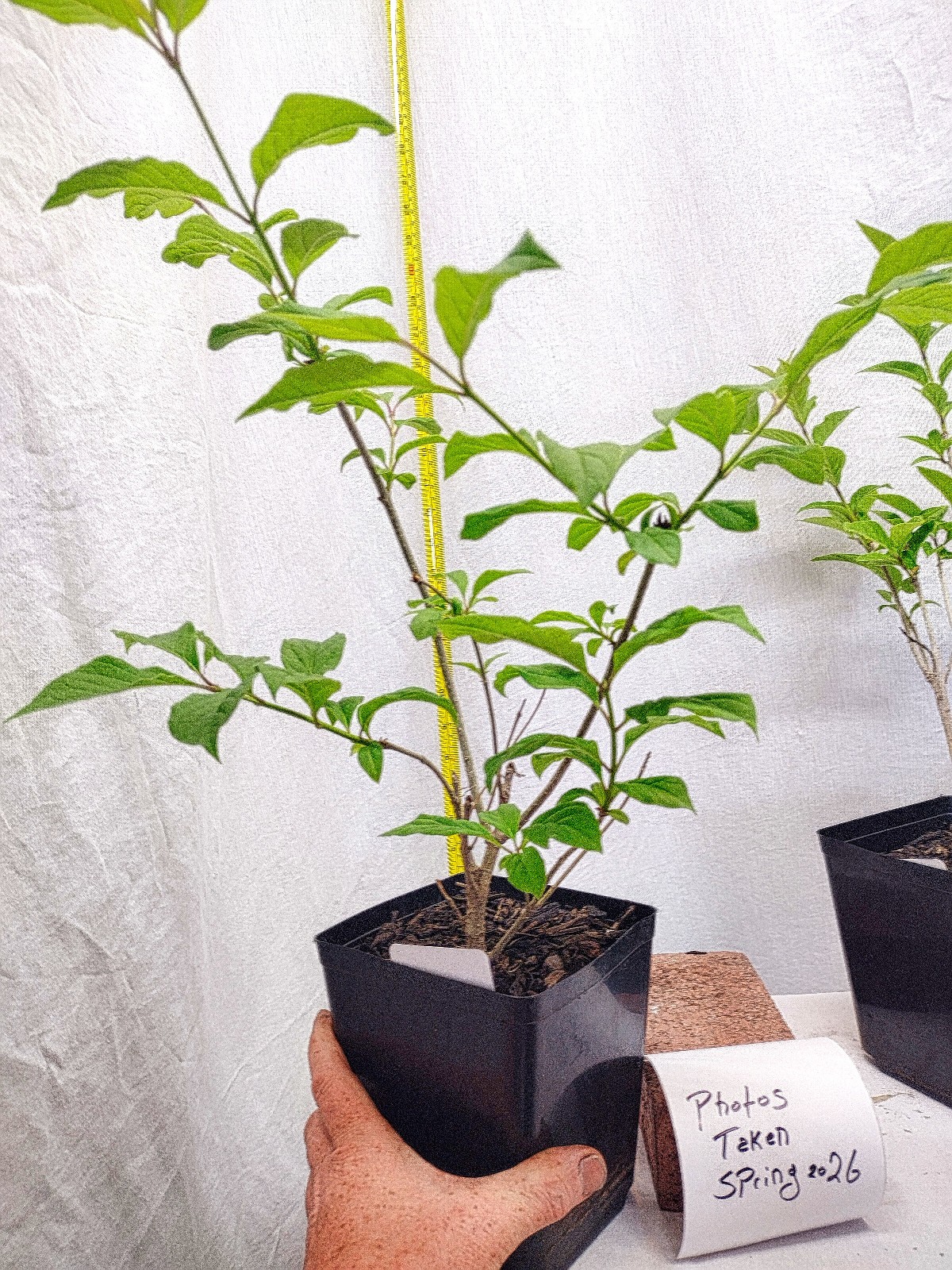 Villous Late Lilac tree in nursery pot. Syringa Villosa. Great for Landscaping