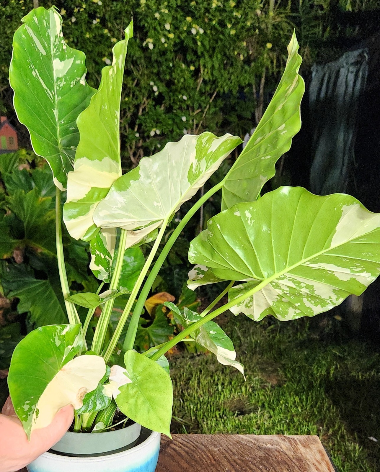 Alocasia gageana variegated plant in 6″ Pot 17″ – 22″ Tall 18″ – 19″ Wide