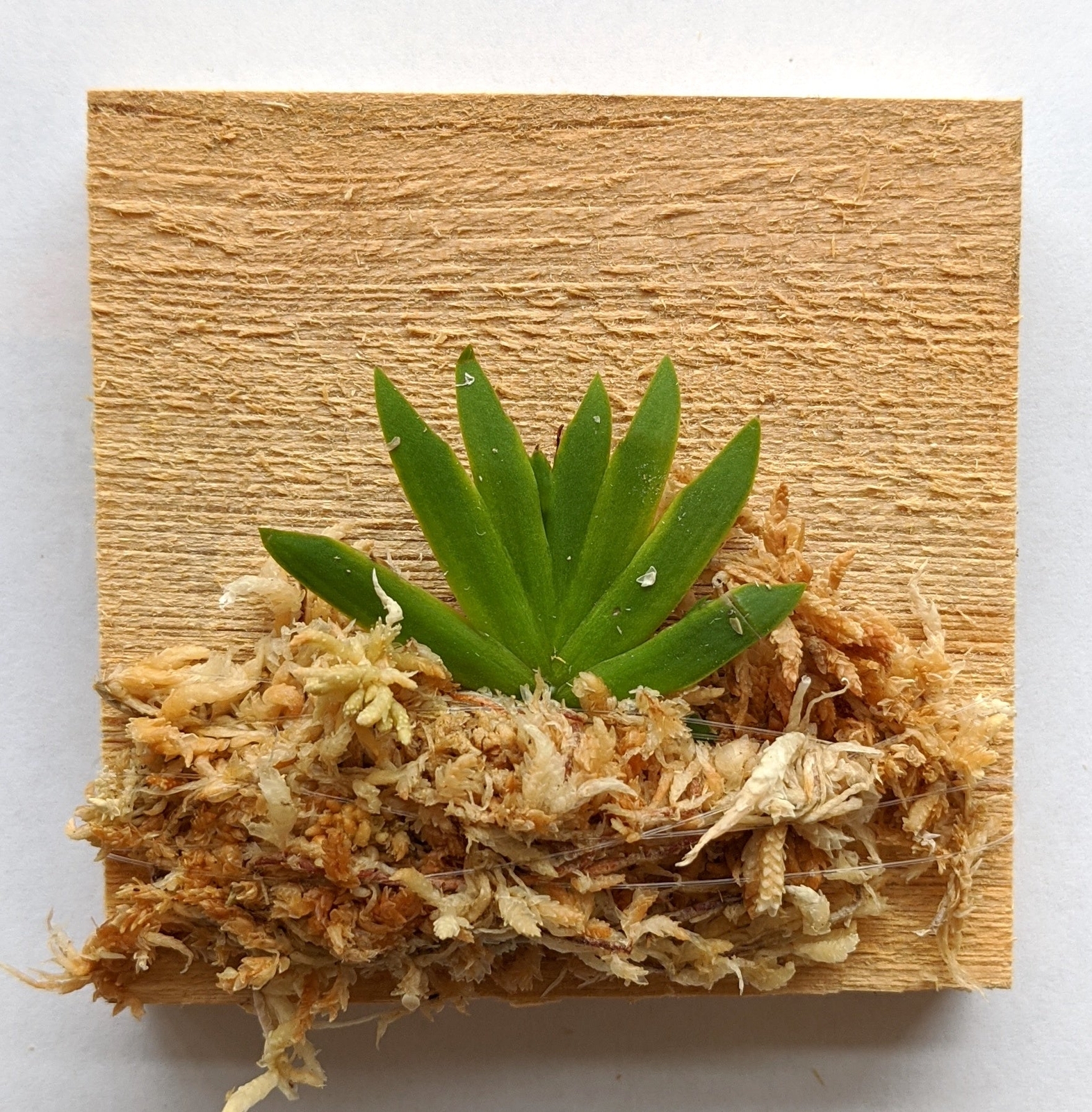 Miniature Orchid: Psygmorchis Pusilla with Flower Spike