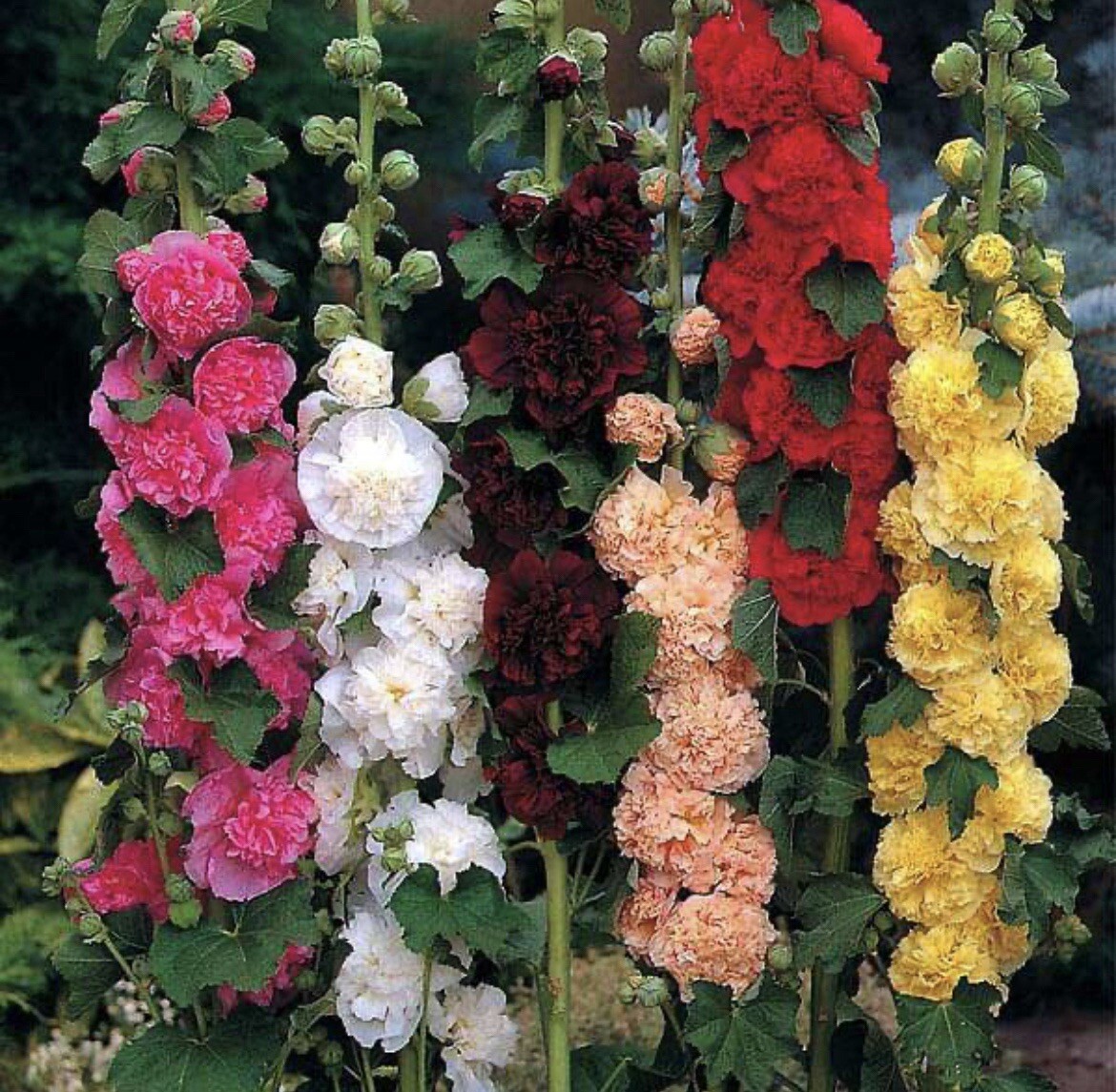 60+ SEEDS Hollyhock CHATER’S DOUBLE Mix Peony Flowered Blooms Biennial Non-GMO