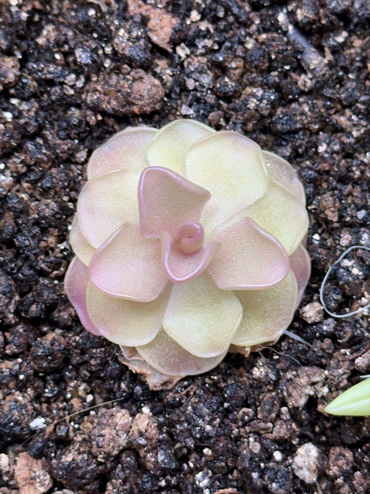 Pinguicula pirouette – Live Butterwort Carnivorous Potted Plant