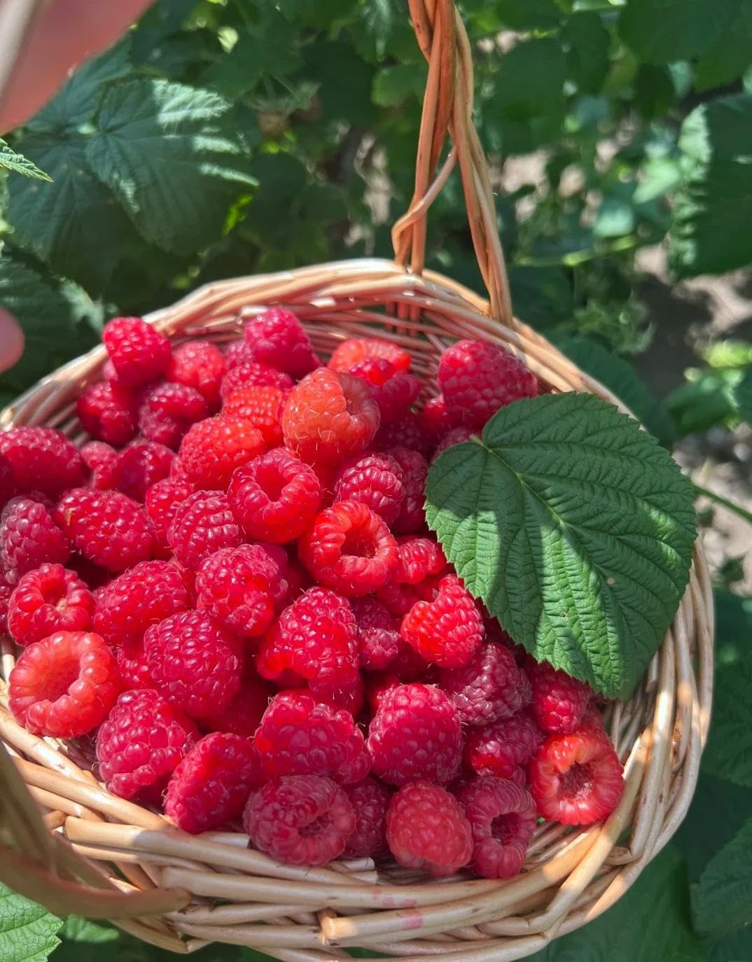 1000+ Mixed Berry Seeds for Planting Grape, Blueberry, Raspberry & Strawberr…