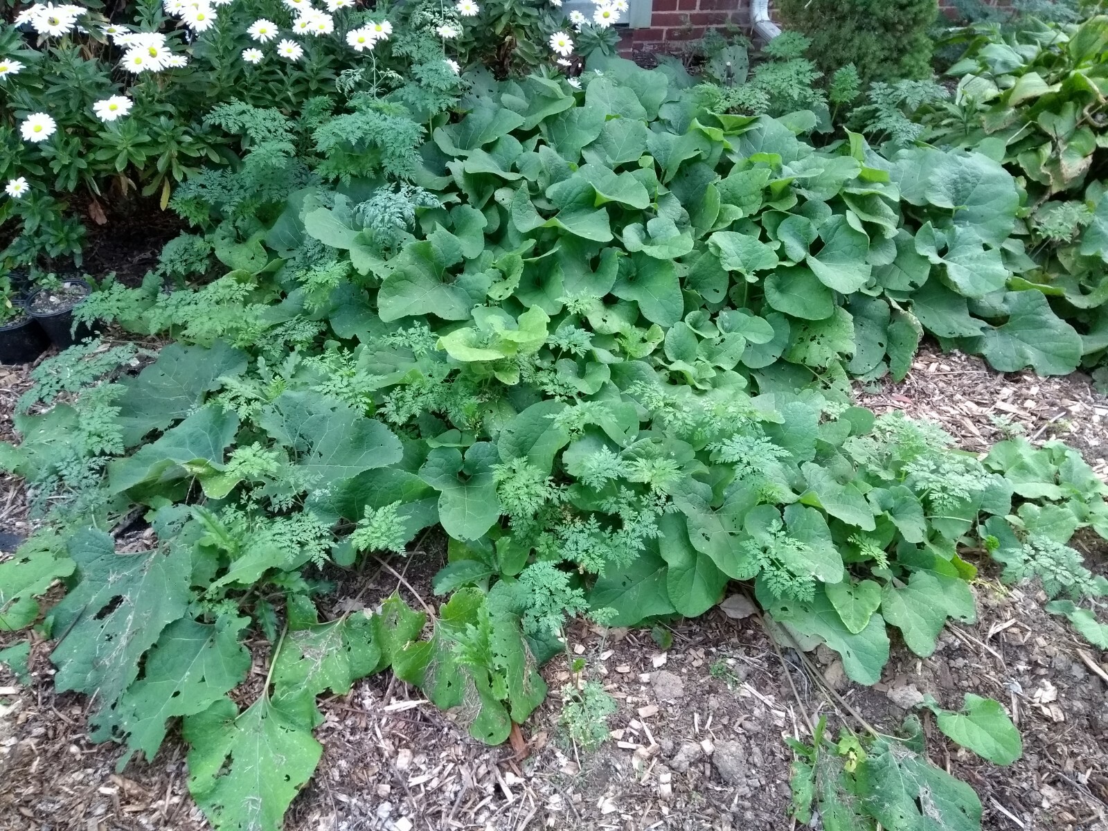 25 Large Burdock Arctium Lappa Plant Seeds Vegetable Japanese Garden
