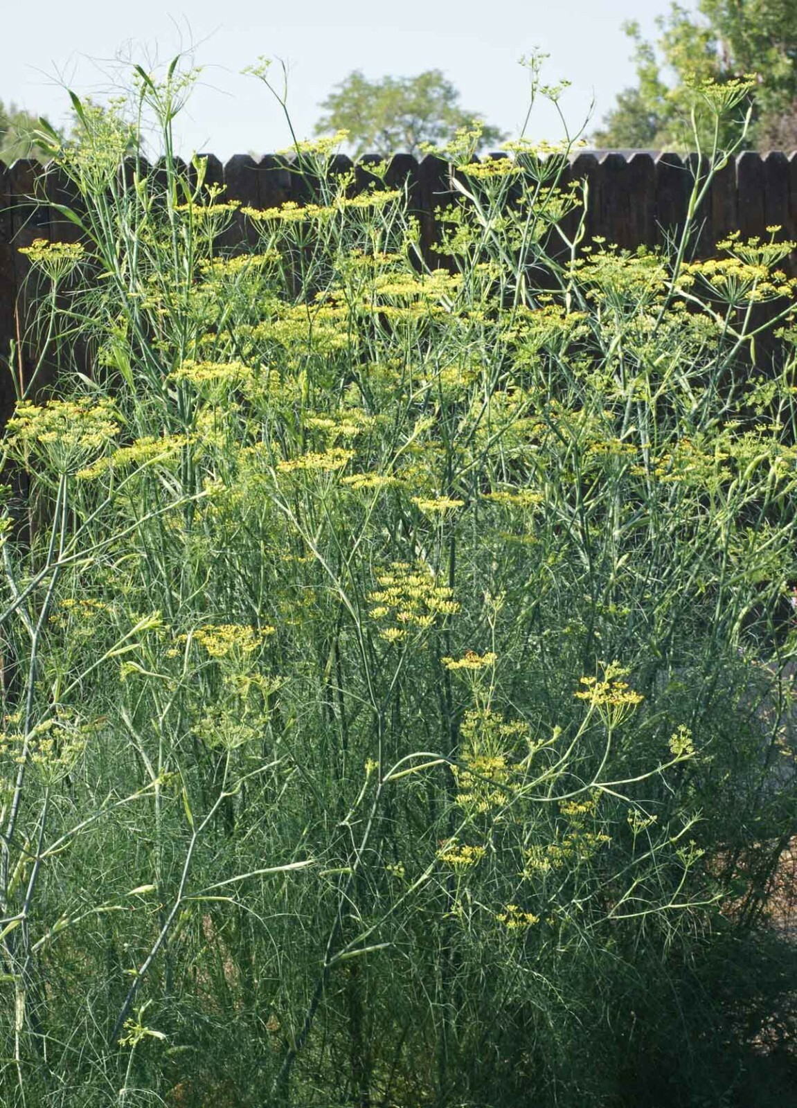 Fennel Seeds Herb Perennial Swallowtail Butterfly Host Plant Non-GMO 200 Seeds