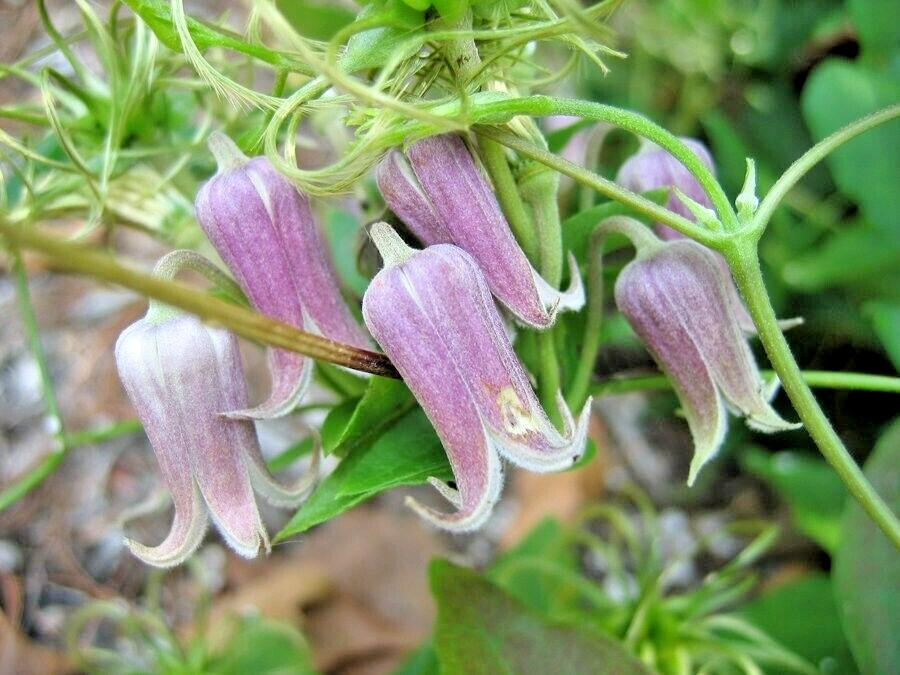 15 VASEVINE CLEMATIS SEEEDS – Clematis viorna
