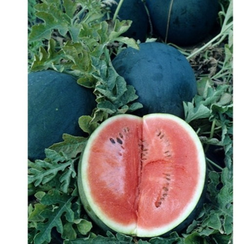 Sugar Baby Watermelon Seeds – Heirloom