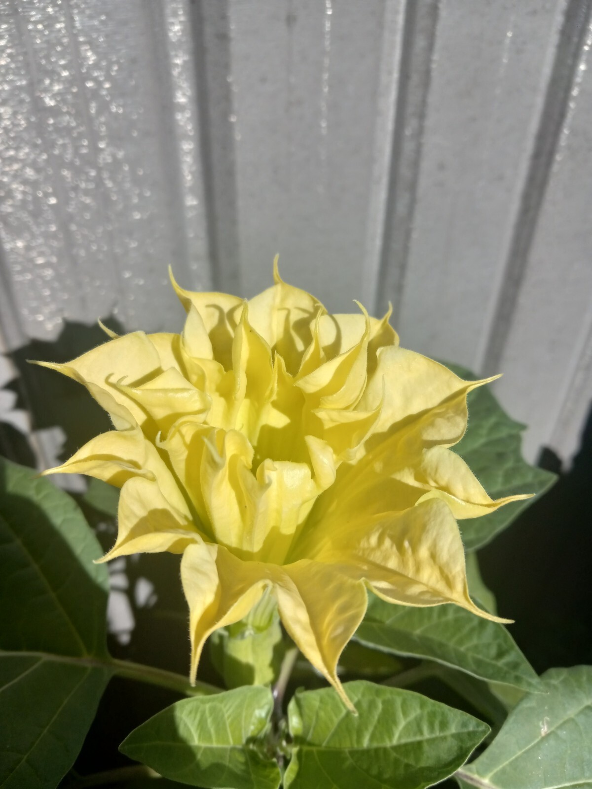 Datura Ballerina Double Triple Yellow | Devil’s Trumpet Flowers | 15 SEEDS