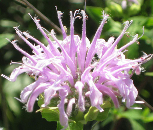 BERGAMOT WILD BEE BALM Monarda Fistulosa – 10,000 Bulk Seeds