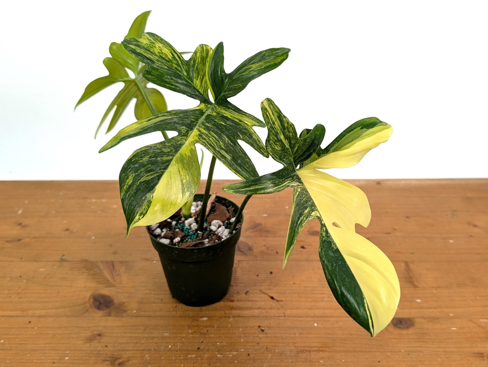 Philodendron Pedatum Variegated – Exact Plant #52A Exact Plant 4″ Pot: #52A