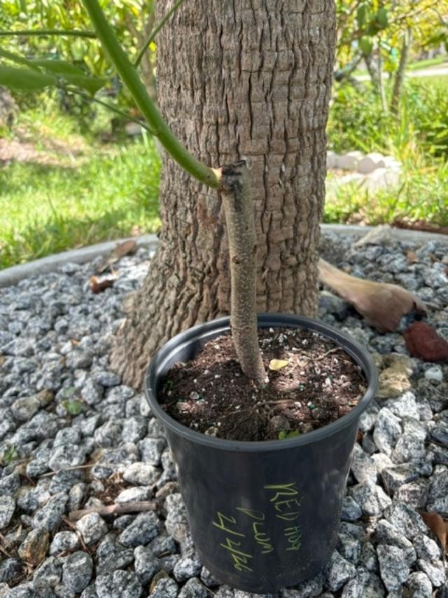 4 MO’s RED HOG PLUM LIVE CLONED ROOTED (SPONDIAS PURPUREA) RED MOMBIN/CIRUELA