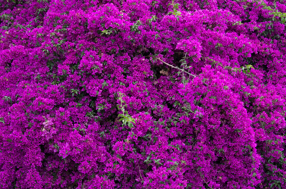 Well Rooted **VIOLET** Live Bougainvillea starter/plug plant*
