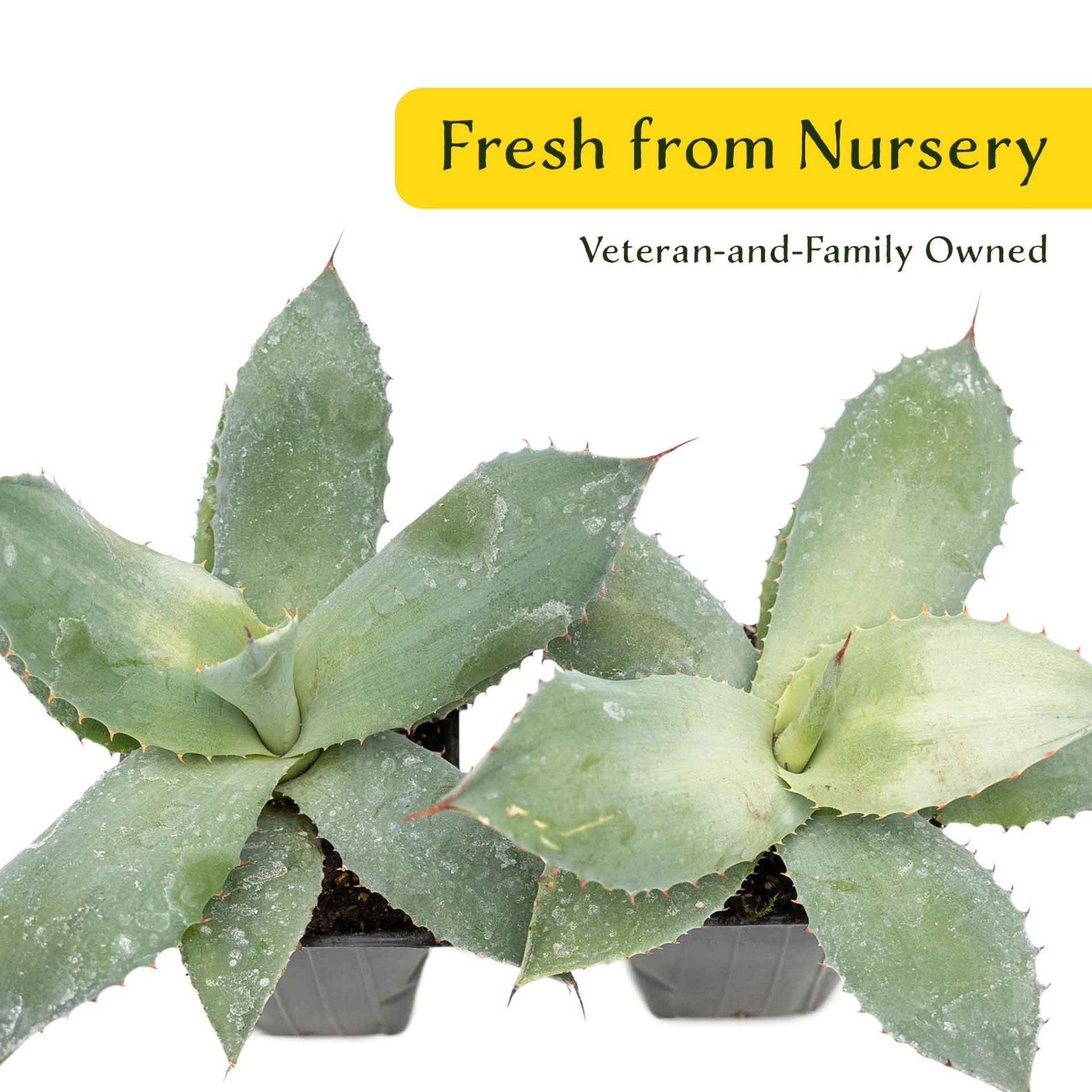 2 Artichoke Agave Succulent Plants in 3.5″ Cube- Live Blue Gray Rosette (parryi)