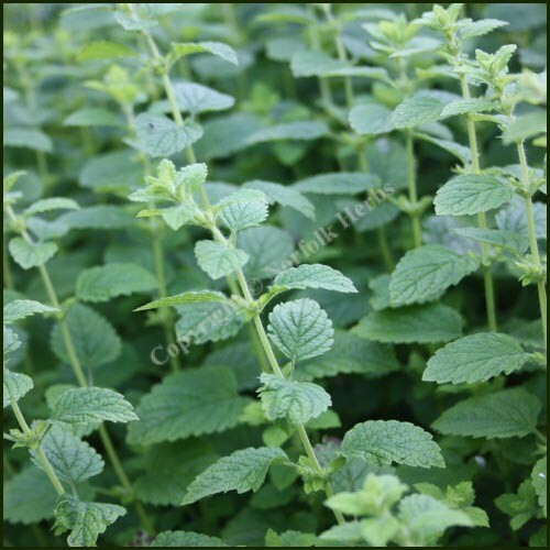 Organic Lemon Balm seeds (Melissa officinalis)