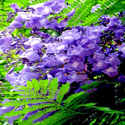 Jacaranda Fern Tree Seeds (Mimosifolia acutifolia) Tropical Blue Flowers Plant