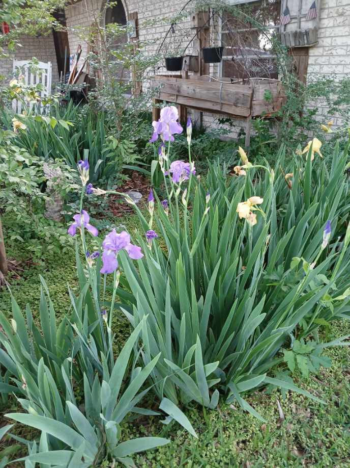 Tall Light purple Iris rizome with full foliage