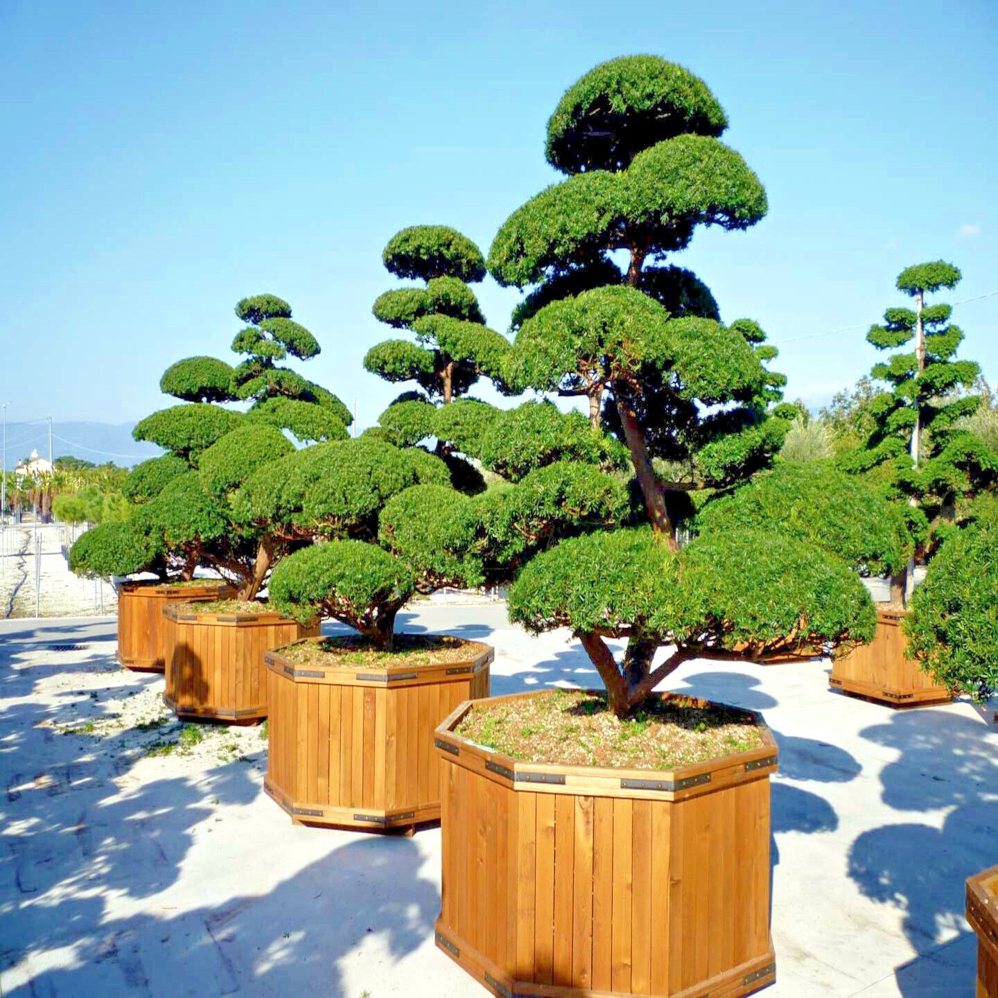 20 Japanese “Spreading” Yew (Taxus cuspidata) Tree Seeds, Bonsai or Landscaping