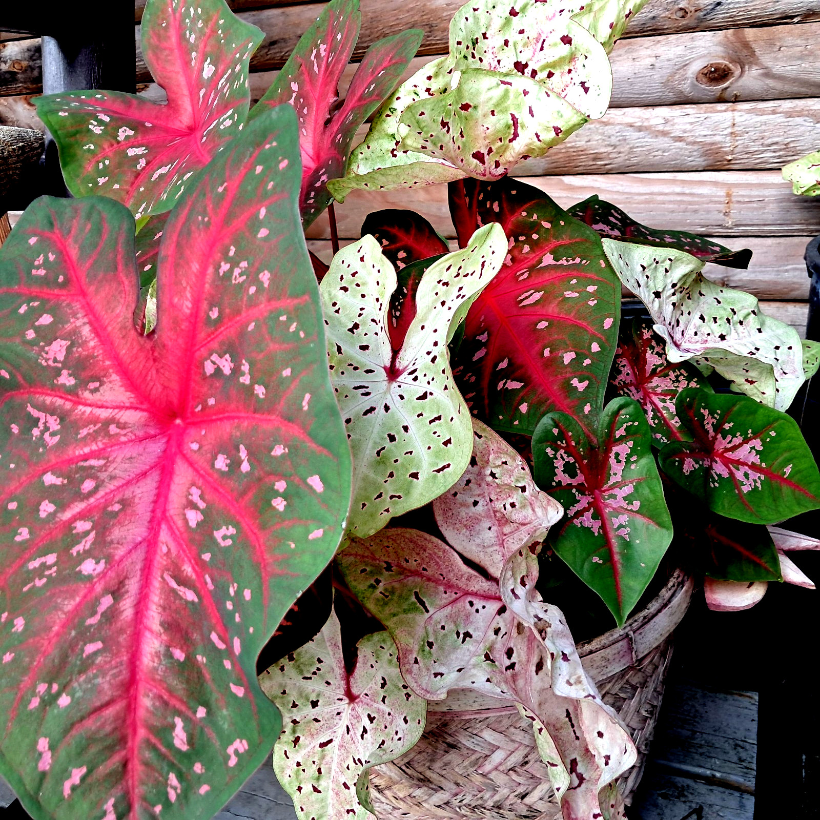 Caladium Bulbs for Planting , Mix 4 Bulbs Multi Colors from Florida