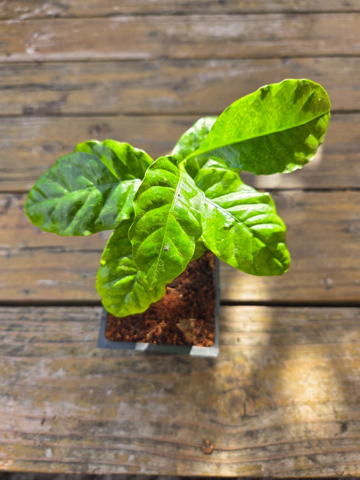 1 “Chandragiri” Indian Coffee Live Plant – COFFEA Arabica by World Seed Supply