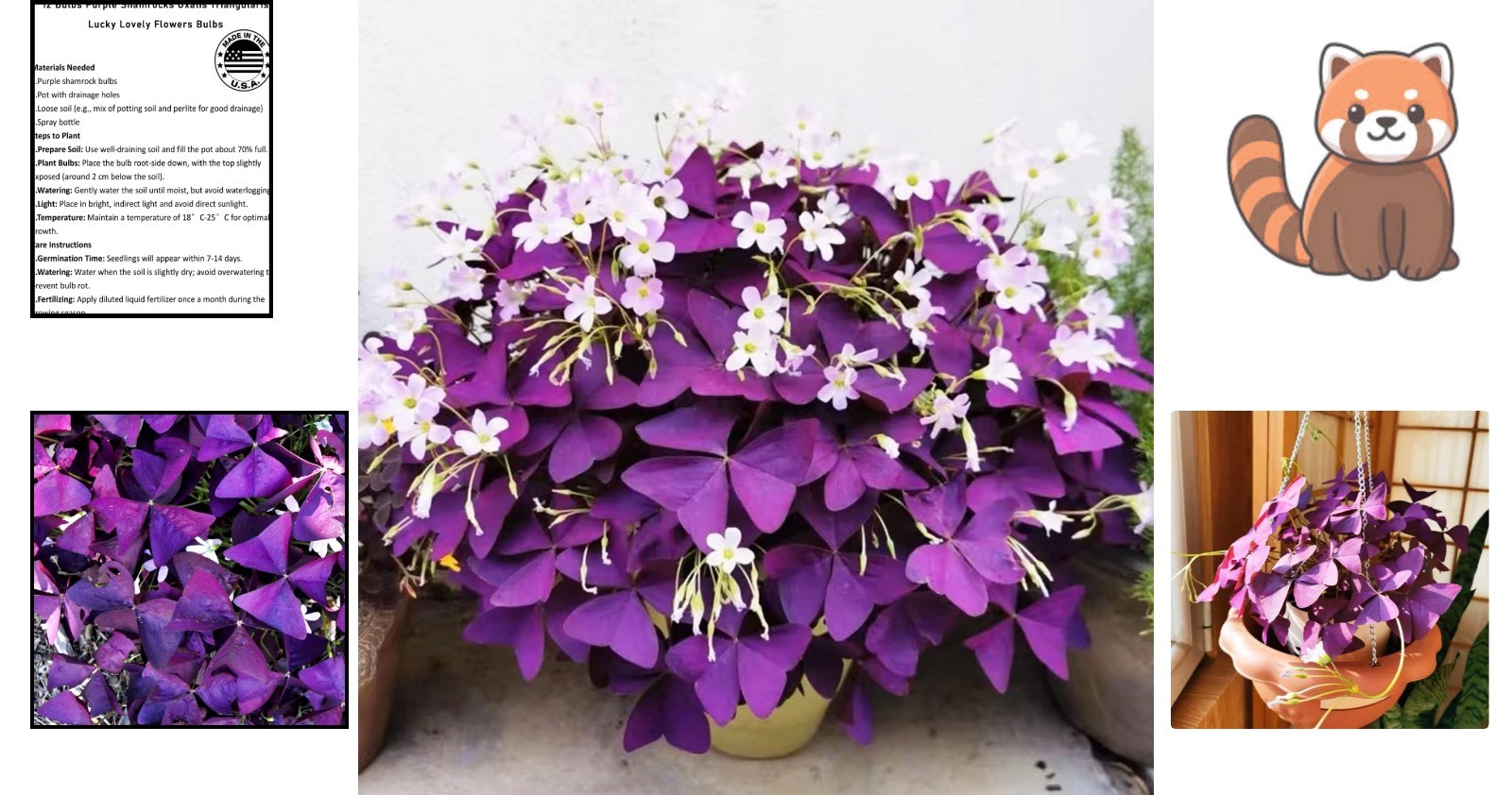Lucky 12+ Purple Shamrocks – Oxalis Bulbs for Effortless Indoor/Outdoor Growth