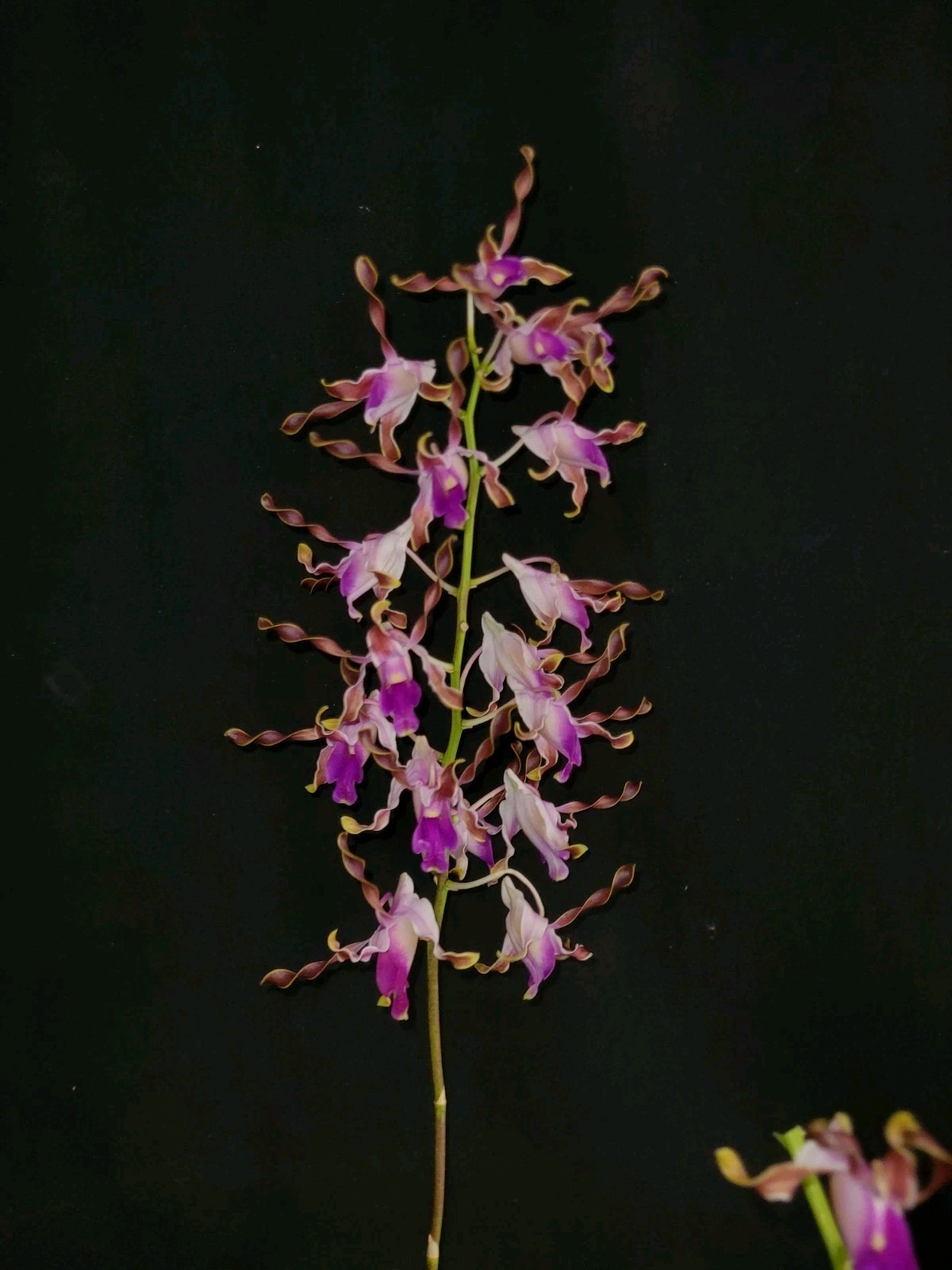 Dendrobium lasianthera (Short type) L /FS