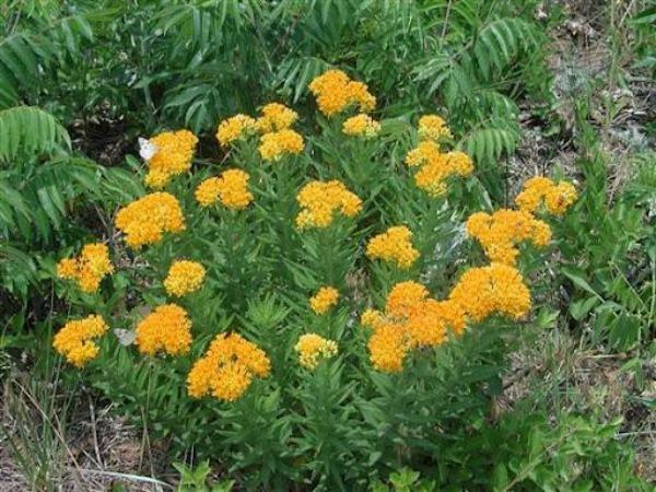 Asclepias tuberosa | Pleurisy Root ‘Hello Yellow’ | 10 Seeds