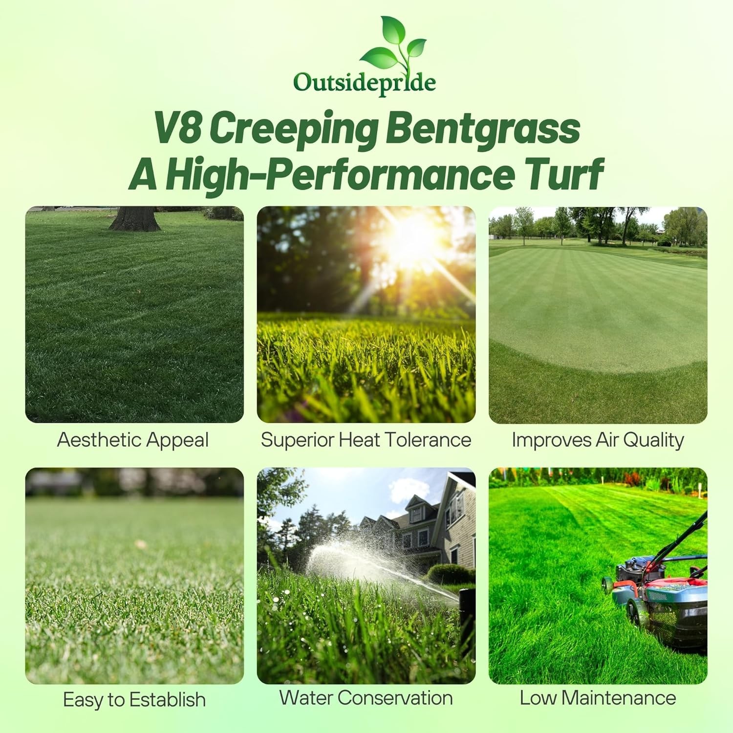 1 LB V8 Creeping Bent Grass Seed For Golf Courses & Putting Greens