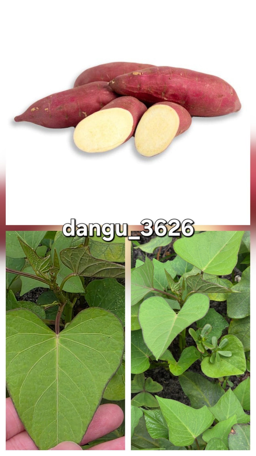 Japanese Red Sweet Potato ROOTED Slips (10ct) | Murasaki | Ready to Plant |